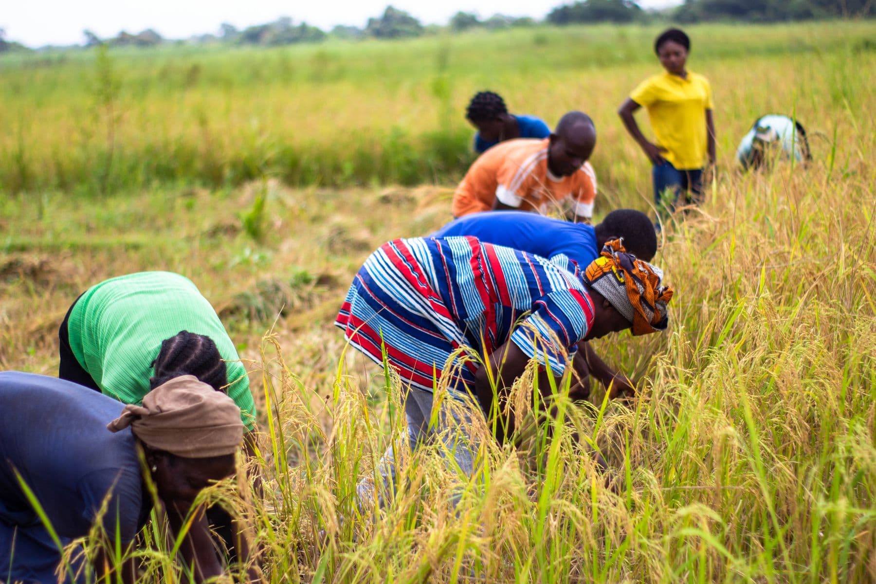 Rice field workers harvesting in Nigeria
